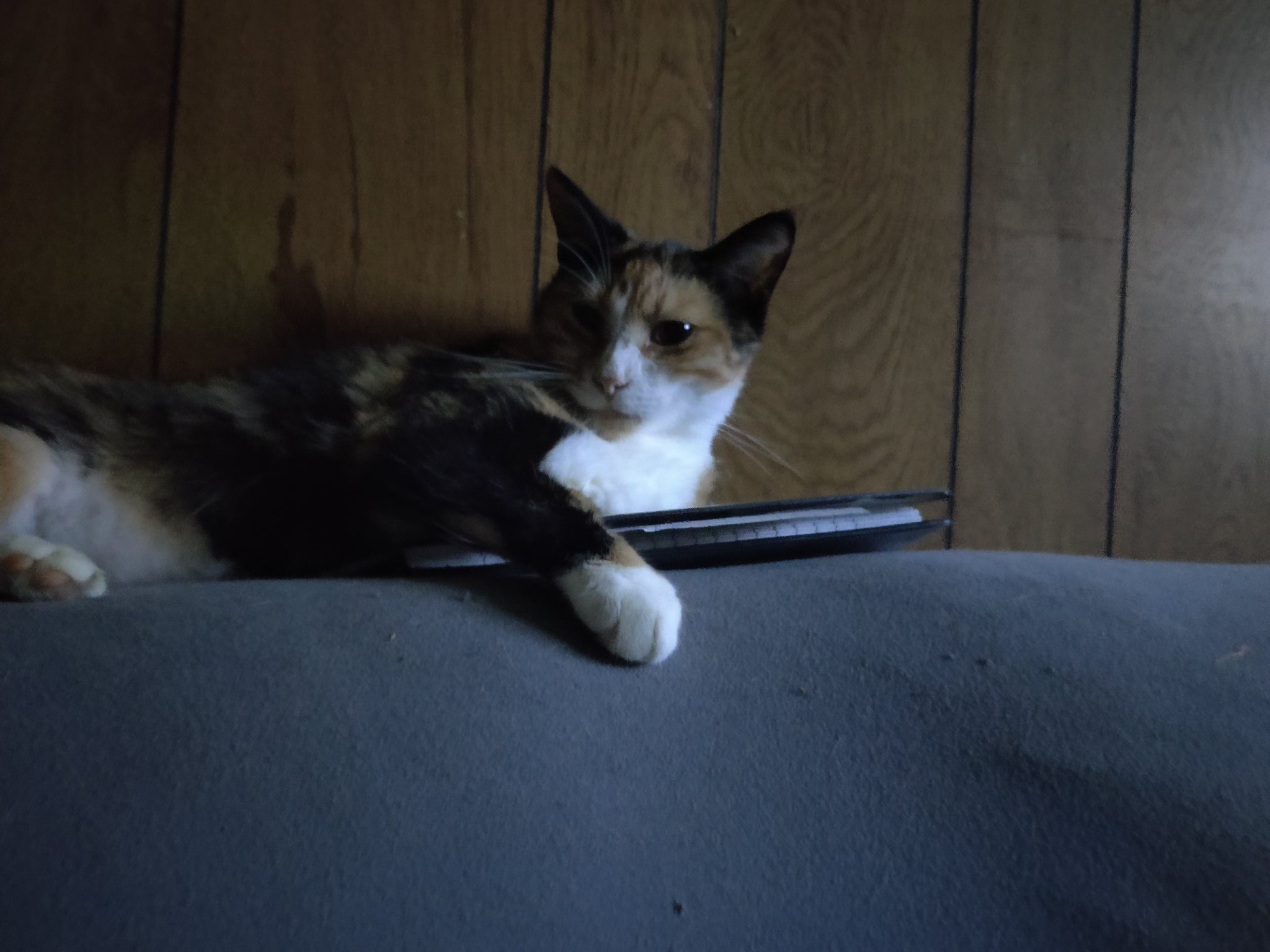 Close-up portrait of a calico rescue cat
