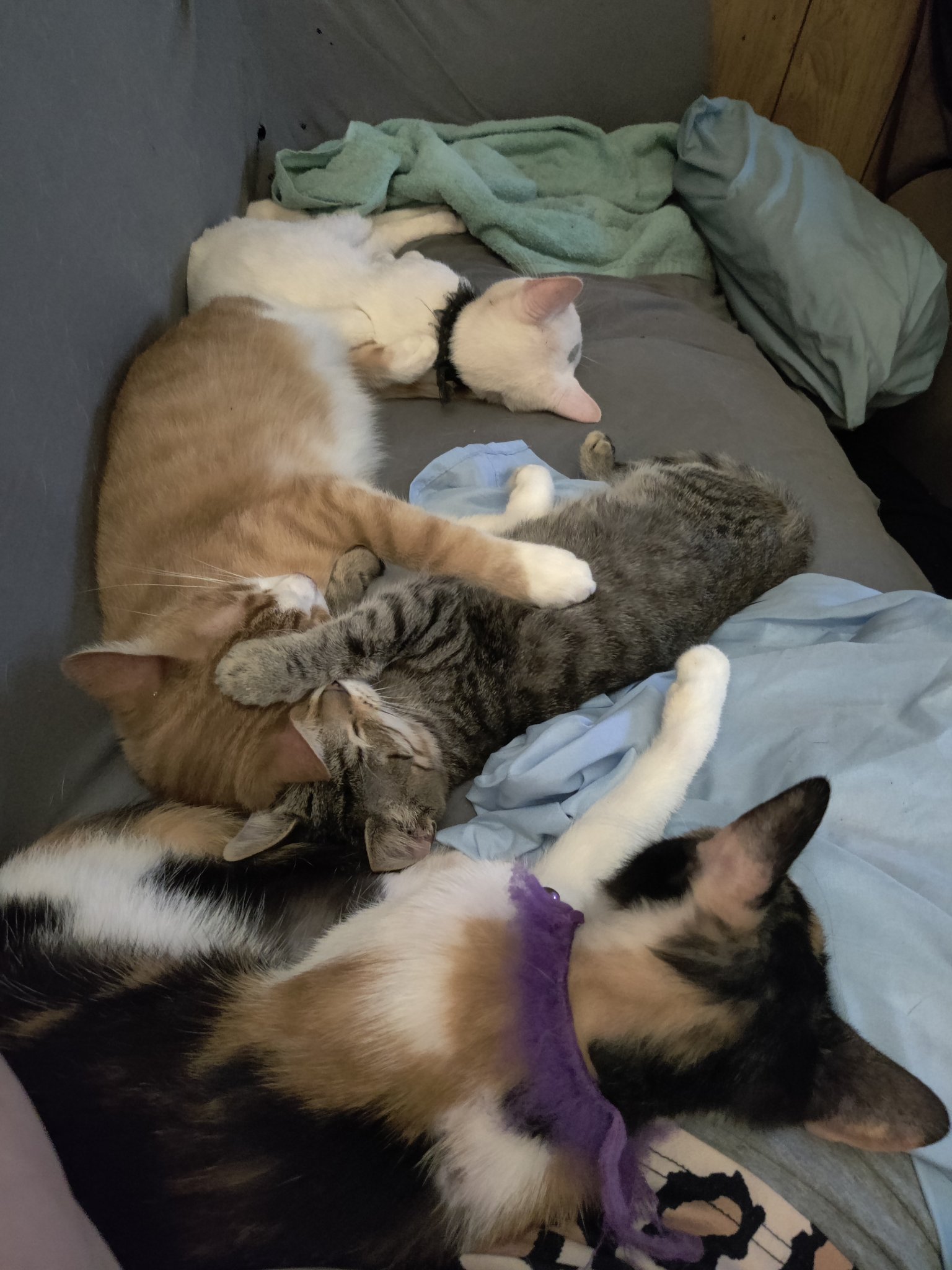A group of rescue cats curled up together on a bed
