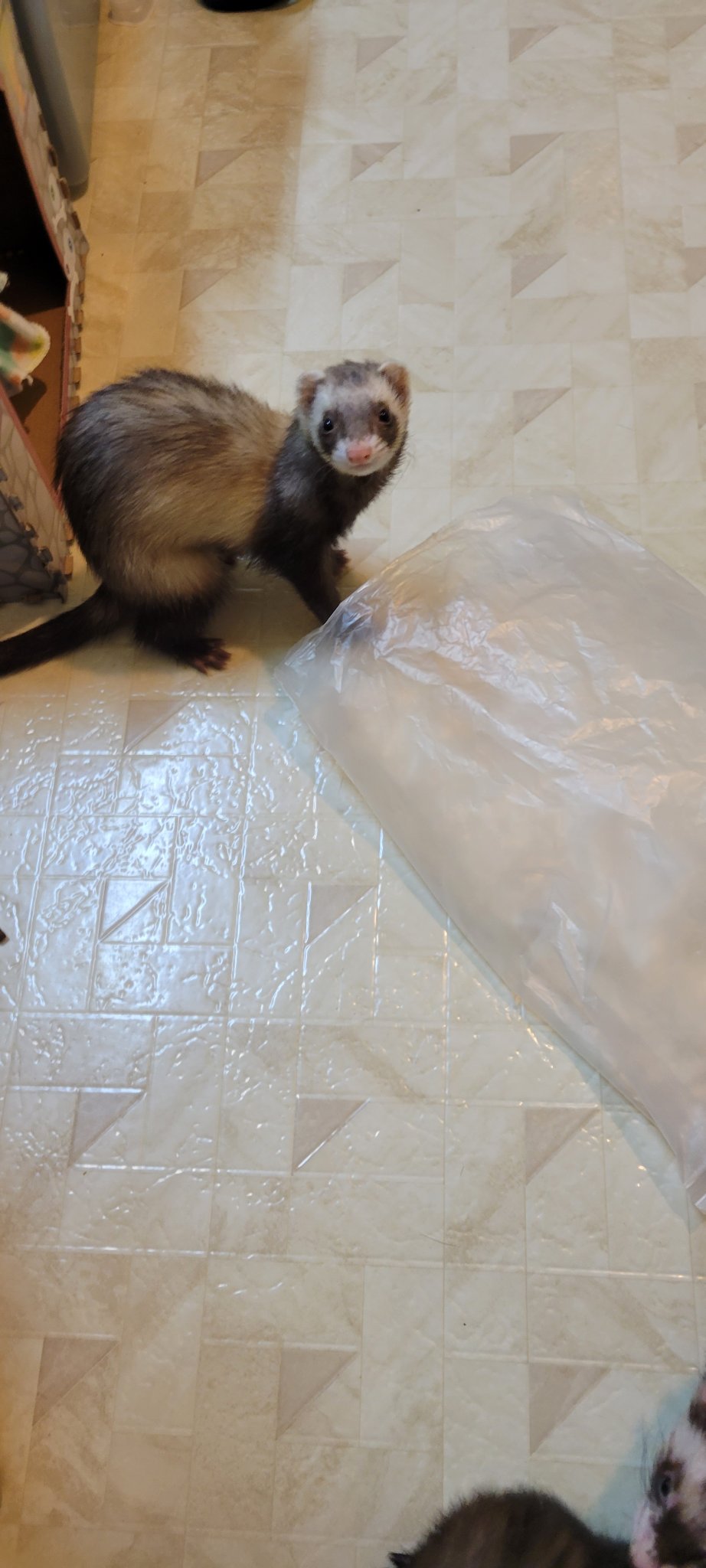 A rescue ferret standing alert while exploring indoors
