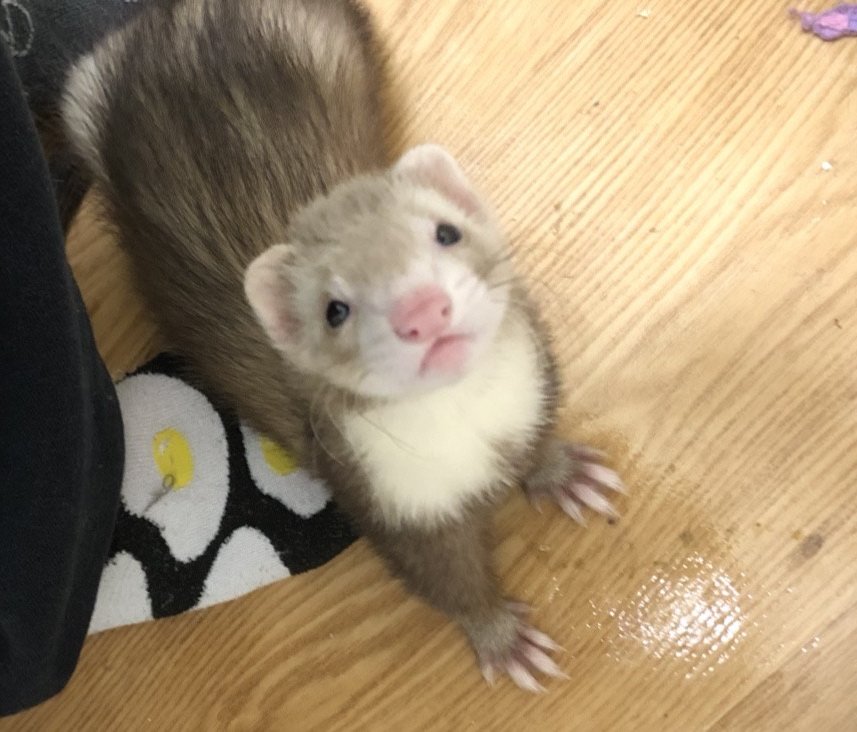 A curious brown and cream ferret looking up toward the camera