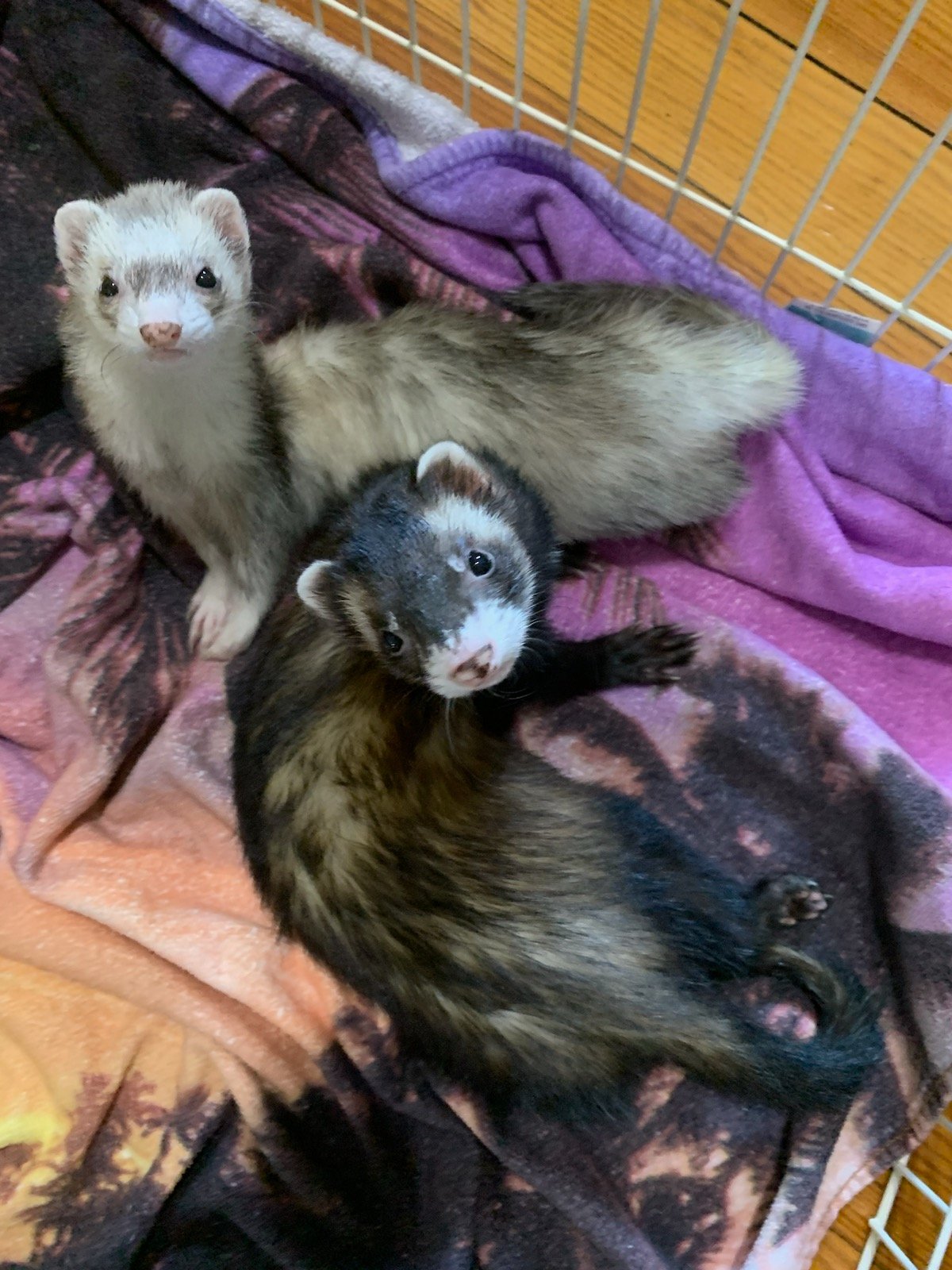 Two ferret friends cuddled together on soft blankets